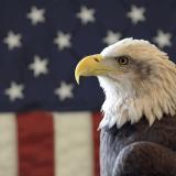 An eagle in front of a flag